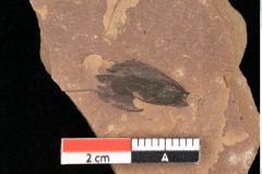 Foto (Detailansicht) von Pinus latoniae Ettingshausen (NHMW-GEO-2024-0188-0339)
